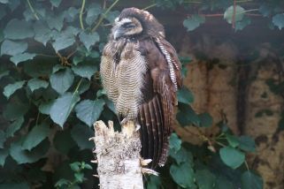 Strix leptogrammica bartelsi - Java-Braunkauz (Java-Malaienkauz, Bartelskauz)